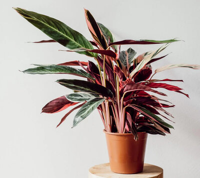 Stromanthe Triostar